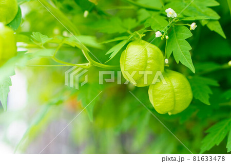 フウセンカズラ 81633478