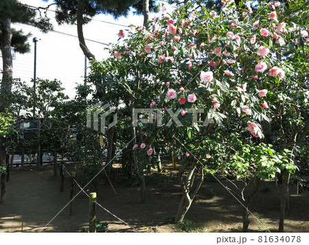 椿が咲く茅ヶ崎市の氷室椿庭園 椿が咲く茅ヶ崎市の氷室椿庭園 81634078