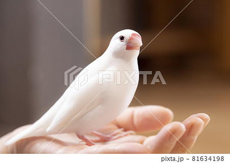 女性の手に乗る白文鳥のオス 81634198