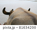 沖縄県竹富島の水牛 81634200