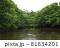沖縄県竹富島のマングローブ 81634201