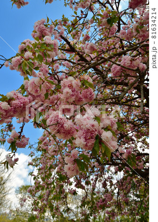 フランス・パリ、シャンドマルス公園に咲いている桜の花、2021年4月17日撮影 フランス・パリ、シャンドマルス公園に咲いている桜の花、2021年4月17日撮影 81634214