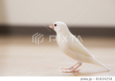 床の上の白文鳥のオス 81634258