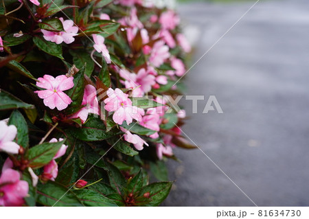 秋雨の中に咲くアフリカホウセンカ 81634730