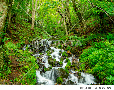 強清水の滝③ 81635109