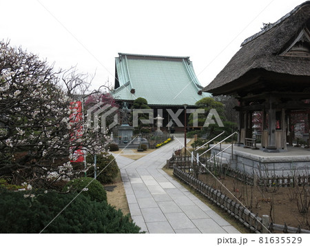 梅や水仙が咲く横浜市金沢区の龍華寺（本堂・鐘楼） 81635529