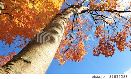青空と紅葉と 青空と紅葉と 81635583