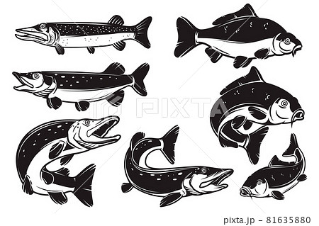 Set of Illustrations of the carp, pike fish isolated on white background. Design element for logo, label, badge, sign. Vector illustration 81635880