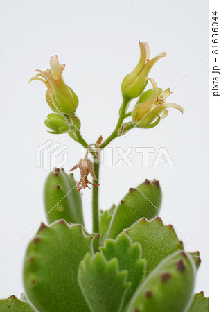 多肉植物 コチレドン 熊童子にかわいい花が咲いた 順番に咲く 8の写真素材 多肉植物 コチレドン 熊童子にかわいい花が咲いた 順番に咲く 8の写真素材
