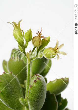 多肉植物：コチレドン・熊童子にかわいい花が咲いた！順番に咲く...7 81636049