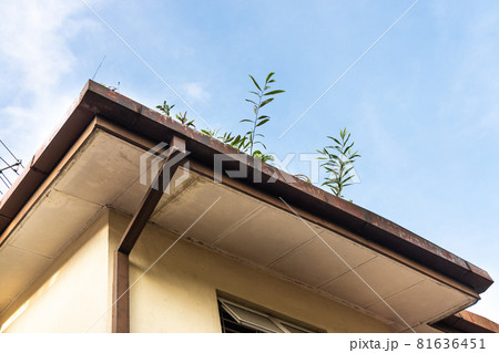 Clogged roof rain gutter full of dry leaf and plant growing in it against blue sky Clogged roof rain gutter full of dry leaf and plant growing in it against blue sky 81636451