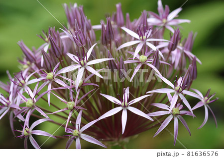 Violet star of Persia flower head close up Violet star of Persia flower head close up 81636576