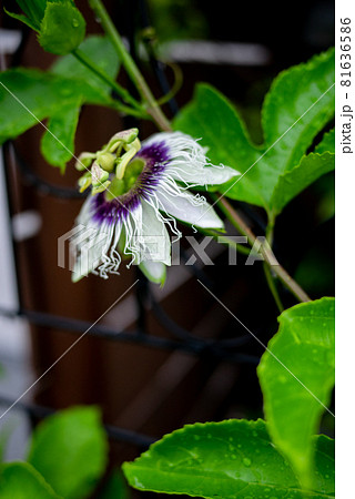 パッションフルーツの花(クダモノトケイソウ) パッションフルーツの花(クダモノトケイソウ) 81636586