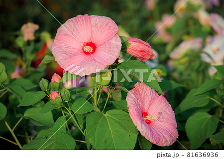 満開のムクゲの花 81636936