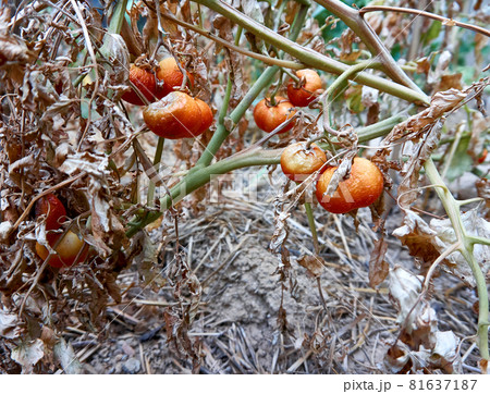 Devastated tomatoes as a result of long time drought Devastated tomatoes as a result of long time drought 81637187