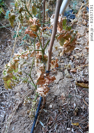 Devastated tomatoes as a result of long time drought Devastated tomatoes as a result of long time drought 81637191