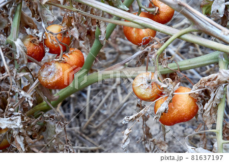 Devastated tomatoes as a result of long time drought 81637197