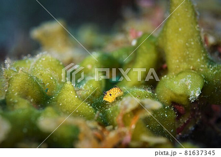 西伊豆のゴマフビロードウミウシ　その⑤ 81637345