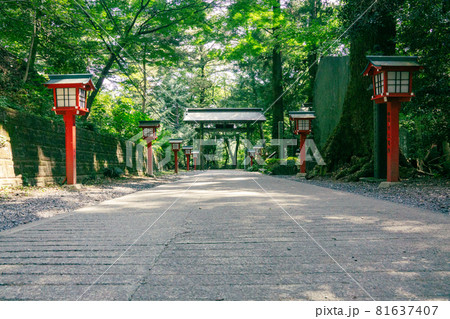 夏の高尾山 薬王院の参道 浄心門前 夏の高尾山 薬王院の参道 浄心門前 81637407