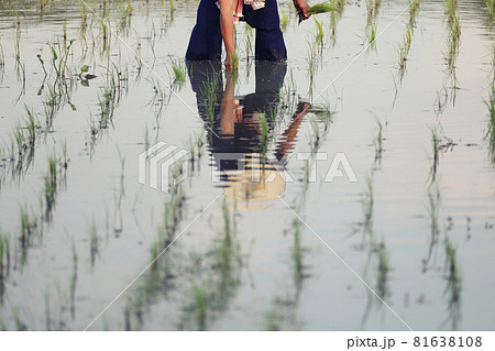 Farmer rice planting on water Farmer rice planting on water 81638108