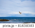 海上を飛ぶ一羽の鴎 81638383