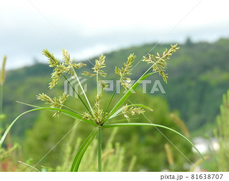 カヤツリグサ科の植物 ハマスゲ の花の写真素材