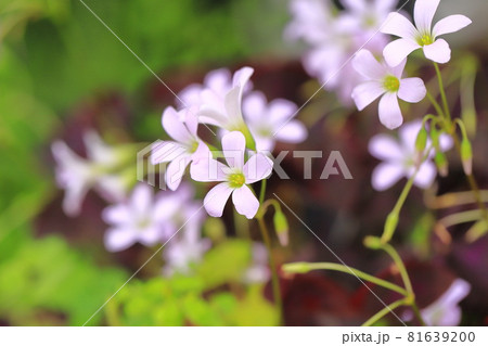 オキザリス・トライアングラリス（紫の舞） 81639200