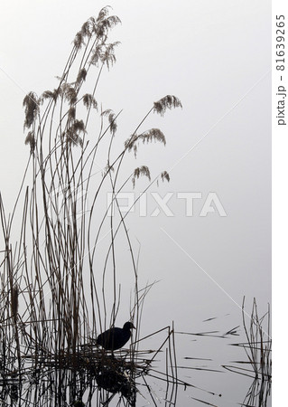 Misty morning at the pond Misty morning at the pond 81639265