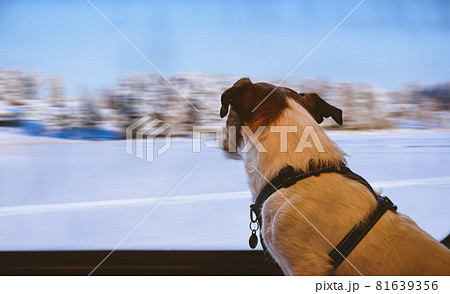 Dog travels by railroad looking through train car window at winter Nordic landscape Dog travels by railroad looking through train car window at winter Nordic landscape 81639356
