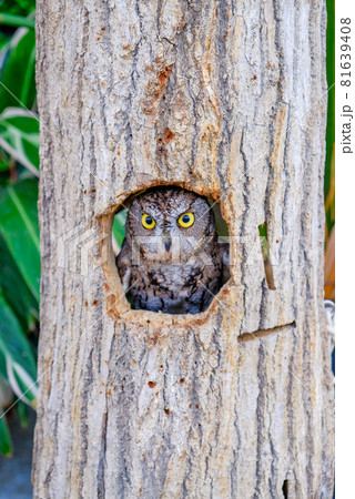 木の穴から見ているミミズク 81639408
