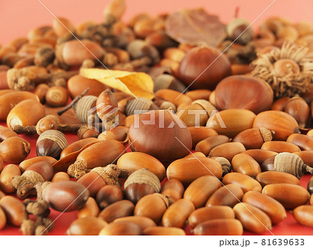 たくさんのドングリと栗 たくさんのドングリと栗 81639633