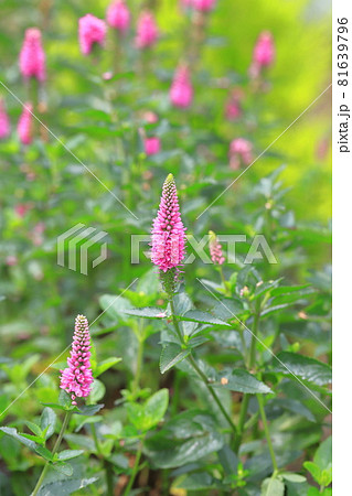 ピンク色のベロニカ(ルリトラノオ)の花 ピンク色のベロニカ(ルリトラノオ)の花 81639796