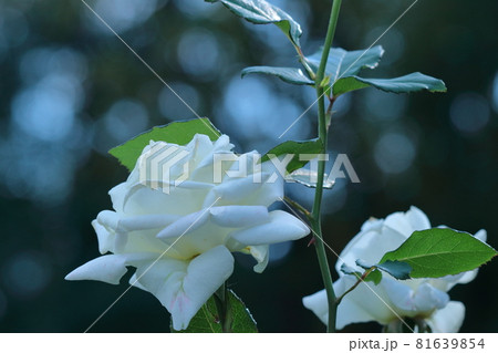 花の女王 花の女王 81639854