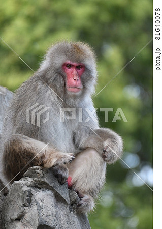 ニホンザル123 81640078