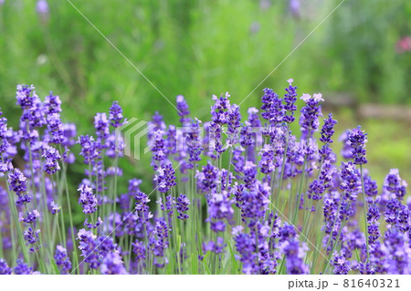 紫色のラベンダー畑　 81640321
