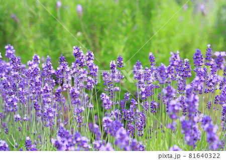 紫色のラベンダー畑　 81640322