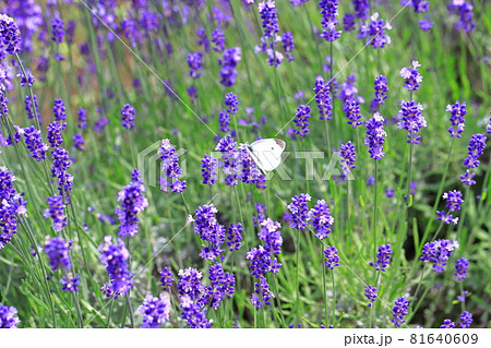 紫色のラベンダーと白いチョウの写真素材