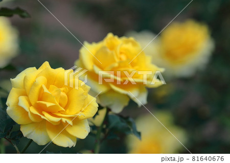 花の女王 花の女王 81640676