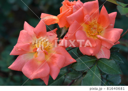 花の女王 花の女王 81640681