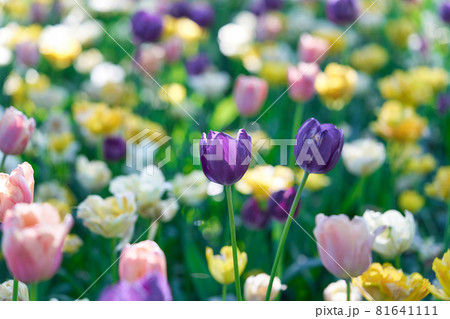 Bright flowers of tulips on a tulip field on a sunny morning 81641111