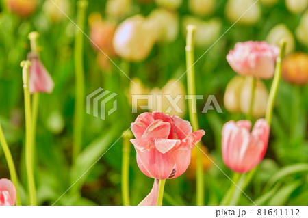 Bright flowers of tulips on a tulip field on a sunny morning 81641112