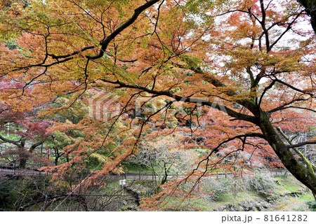 養老公園の紅葉 養老公園の紅葉 81641282
