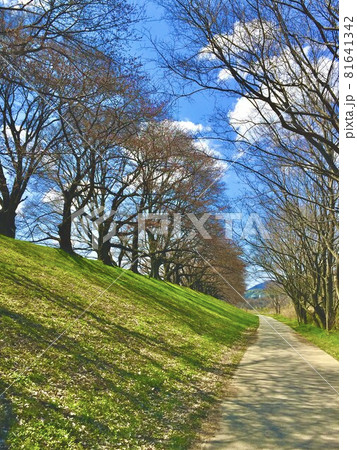 京都府八幡市、青空をバックに背割堤の桜並木と芝生の風景 京都府八幡市、青空をバックに背割堤の桜並木と芝生の風景 81641342