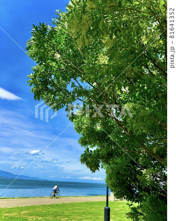 滋賀県、大津湖岸、なぎさ公園、青空と琵琶湖を背景に木立越しの芝生に1人のサイクリストがいる風景 81641352
