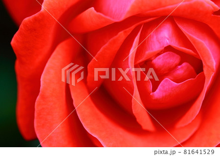花の女王 花の女王 81641529