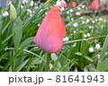 ピンクのチューリップ 81641943