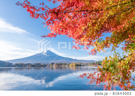 富士山と紅葉 富士山と紅葉 81643002