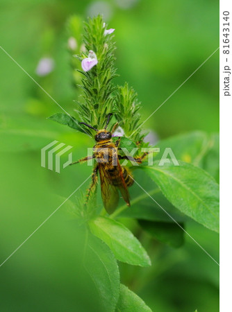 探索中のキンケハラナガツチバチ 81643140