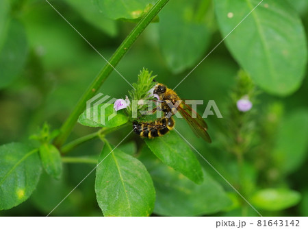 探索中のキンケハラナガツチバチ 81643142