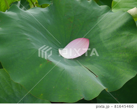 蓮の葉に浮かぶピンクの花びら 蓮の葉に浮かぶピンクの花びら 81645460
